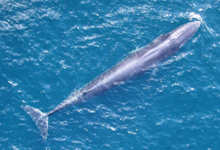 Rice's Whale, Balaenoptera ricei