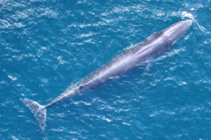 Rice's Whale, Balaenoptera ricei