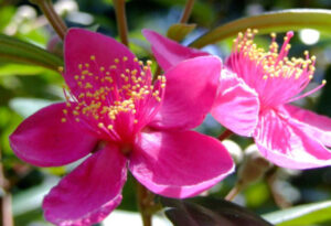 Rose Myrtle, Rhodomyrtus tomentosa