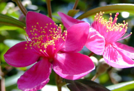 Rose Myrtle, Rhodomyrtus tomentosa