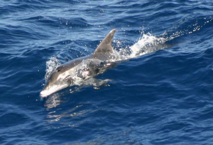 Rough-toothed Dolphin, Steno bredanensis