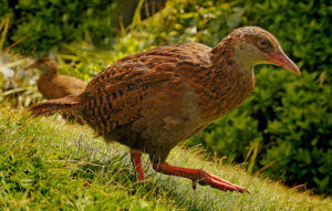 Weka, Gallirallus australis