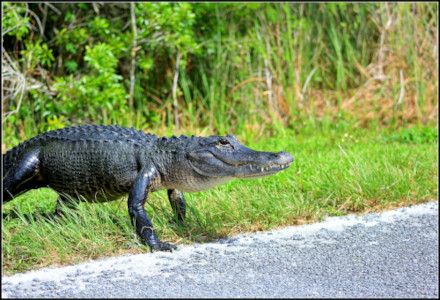 American Alligator, Alligator mississippiensis