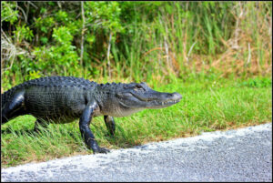 American Alligator, Alligator mississippiensis