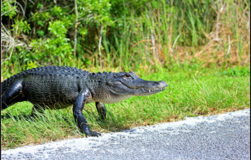 4 Remarkable Louisiana Reptiles