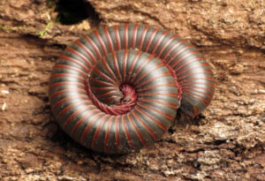 American Giant Millipede, Narceus americanus