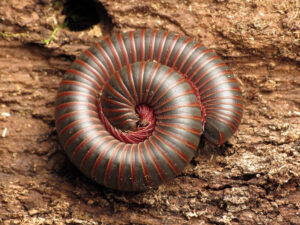 American Giant Millipede