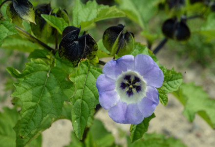 Apple-of-Peru, Nicandra physalodes