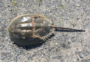 Atlantic Horseshoe Crab, Limulus polyphemus