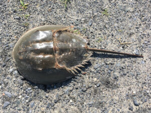 Atlantic Horseshoe Crab, Limulus polyphemus