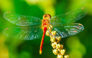 Autumn Meadowhawk, Sympetrum vicinum