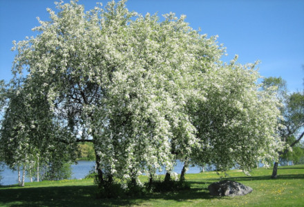 Bird Cherry, Prunus padus