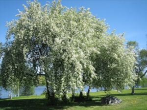 Bird Cherry, Prunus padus