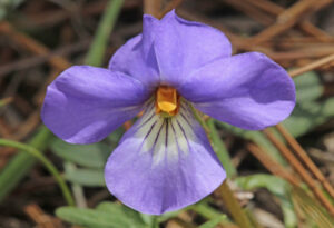 Bird's Foot Violet, Viola pedata