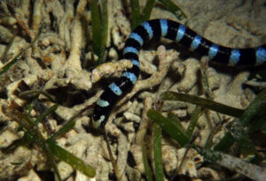 Blue-lipped Sea Snake, Laticauda laticaudata