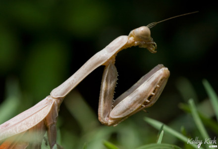 California Mantis, Stagmomantis californica