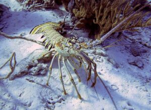 Caribbean Spiny Lobster, Panulirus argus