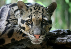 Clouded Leopard