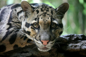 Clouded Leopard, Neofelis nebulosa