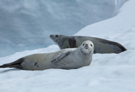 Crabeater Seal, Lobodon carcinophaga