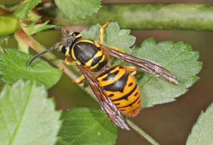 Eastern Jellowjacket, Vespula maculifrons