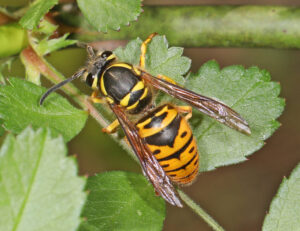 Eastern Jellowjacket, Vespula maculifrons