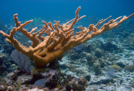 Elkhorn Coral, Acropora palmata