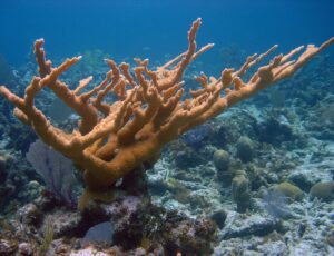 Elkhorn Coral, Acropora palmata