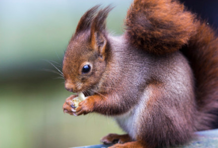 Eurasian Red Squirrel, Sciurus vulgaris