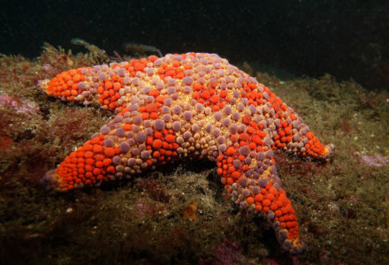 Firebrick Sea Star, Asterodiscides truncatus