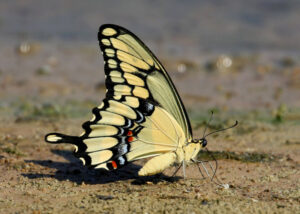 Giant Swallowtail, Papilio cresphontes