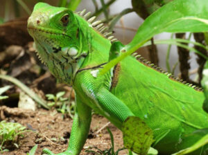 Green Iguana, Iguana iguana