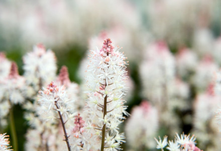 Heartleaf Foamflower, Tiarella cordifolia