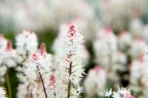 Heartleaf Foamflower, Tiarella cordifolia