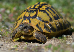 Hermann's Tortoise, Testudo hermanni