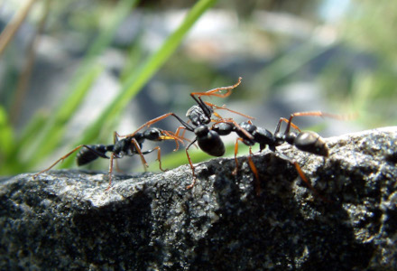 Jack Jumper Ant, Myrmecia pilosula