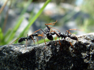 Jack Jumper Ant, Myrmecia pilosula