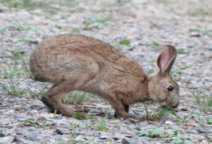 Japanese Hare, Lepus brachyurus