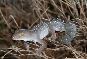 Jewelled Gecko, Strophurus elderi