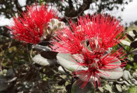 Lehua, Metrosideros polymorpha