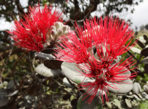 Lehua, Metrosideros polymorpha