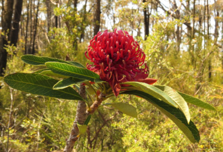 New South Wales Waratah, Telopea speciosissima