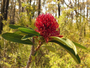 New South Wales Waratah, Telopea speciosissima