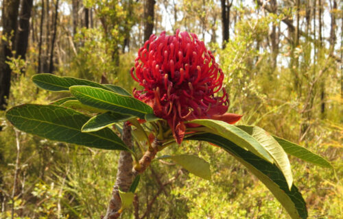 3 Wonderful Woody Shrubs of Australia