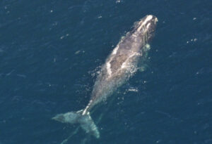 North Atlantic Right Whale, Eubalaena glacialis