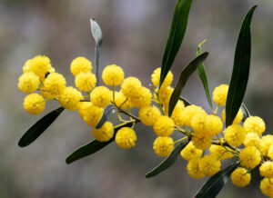 Orange Wattle, Acacia saligna