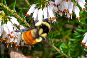 Orange-belted Bumblebee