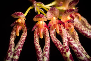 Pale Umbrella Orchid, Bulbophyllum longiflorum