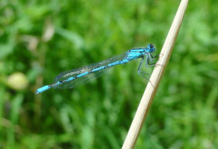 Powder Blue Damselfly, Enallagma cyathigerum