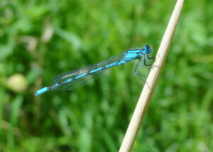 Powder Blue Damselfly, Enallagma cyathigerum